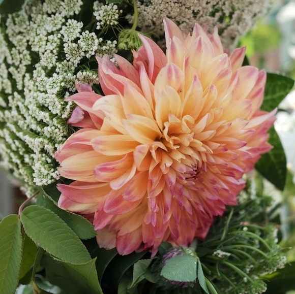 citizendahlia